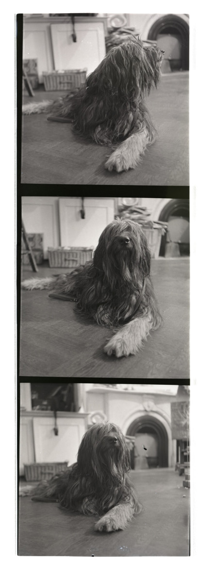 Photos of the dog in question (Swarthmore College Peace Collection)