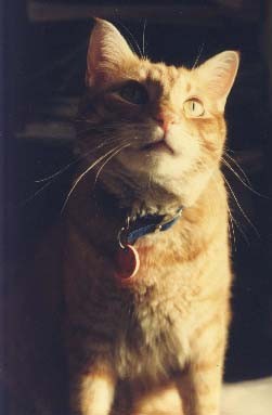 AJ, Office Cat, 1989 - 2001